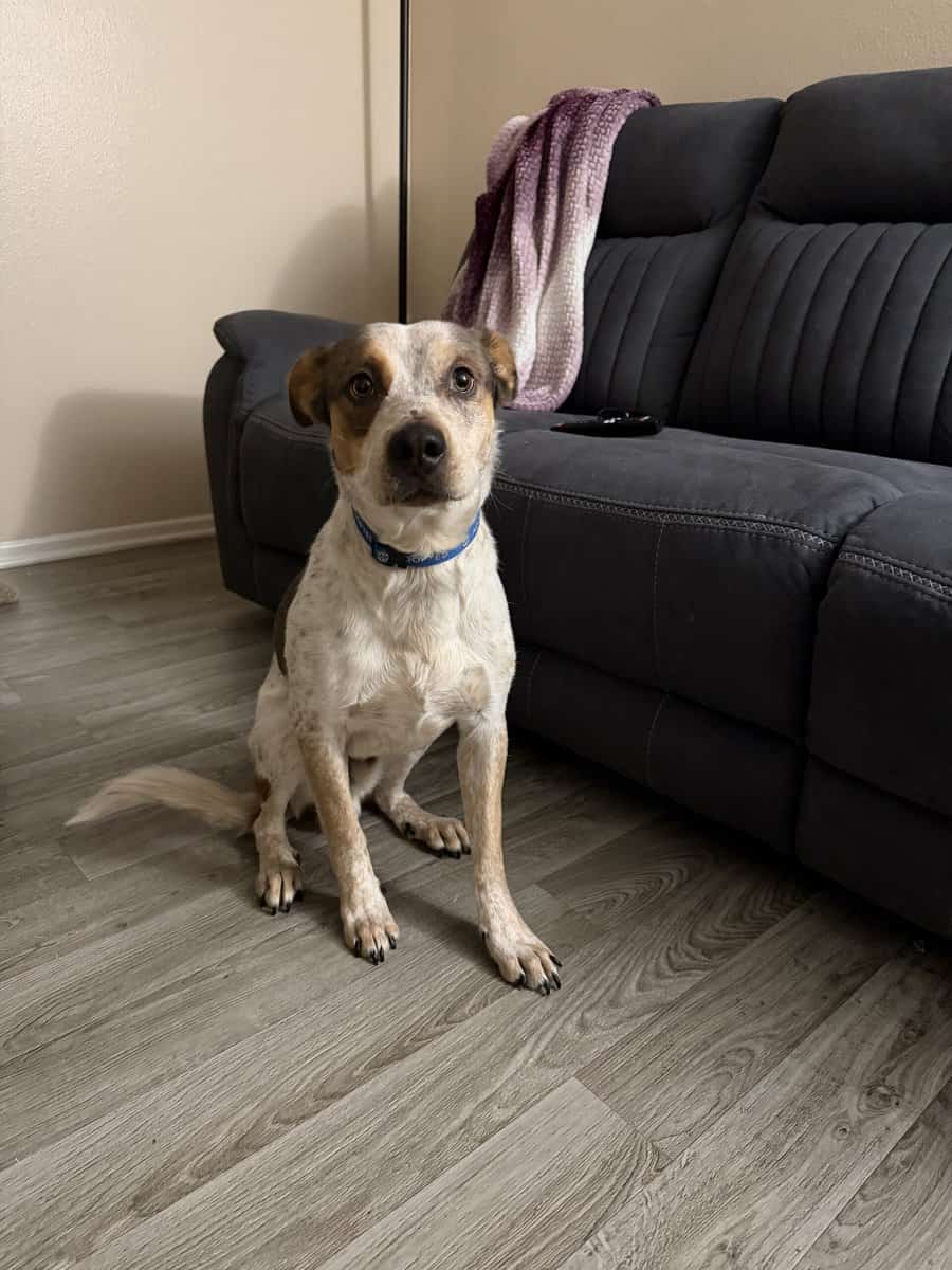 Rehoming young male red heeler mix image 1