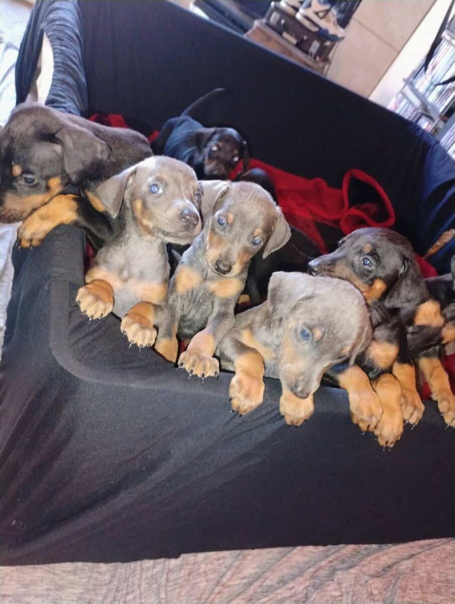 Doberman pinscher puppies image 1