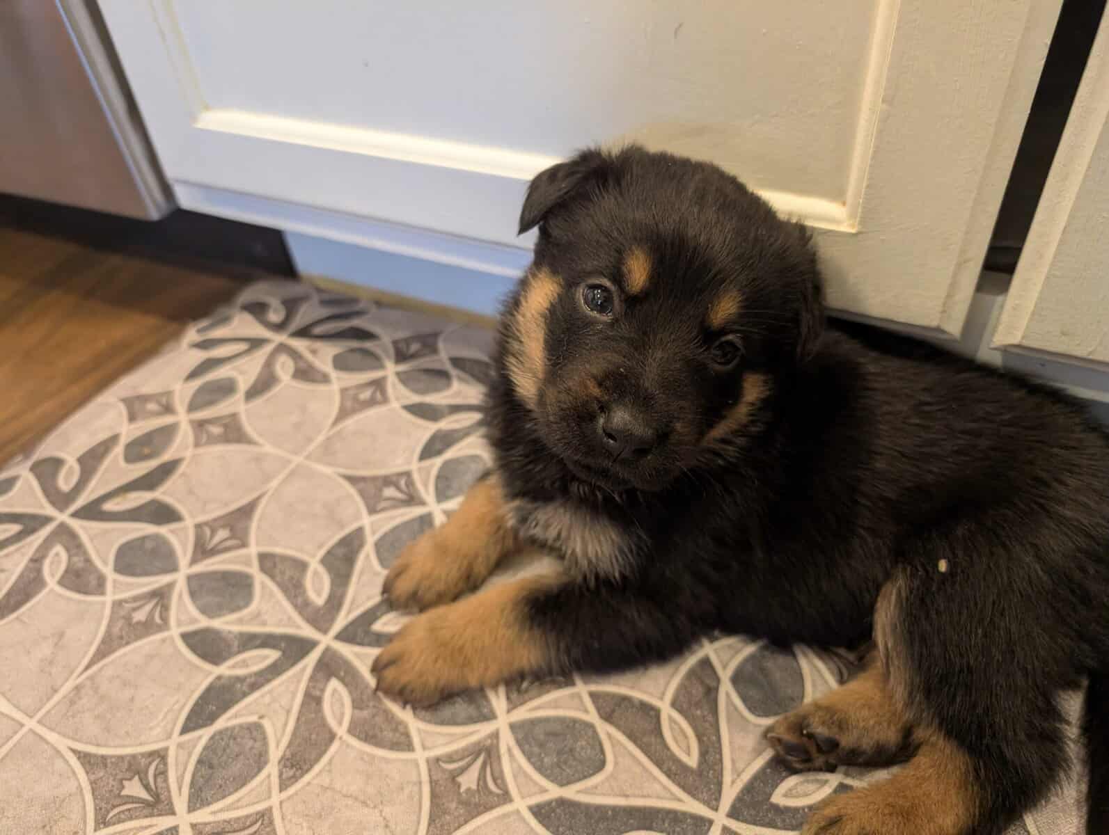 German shepherd mix puppies image 4