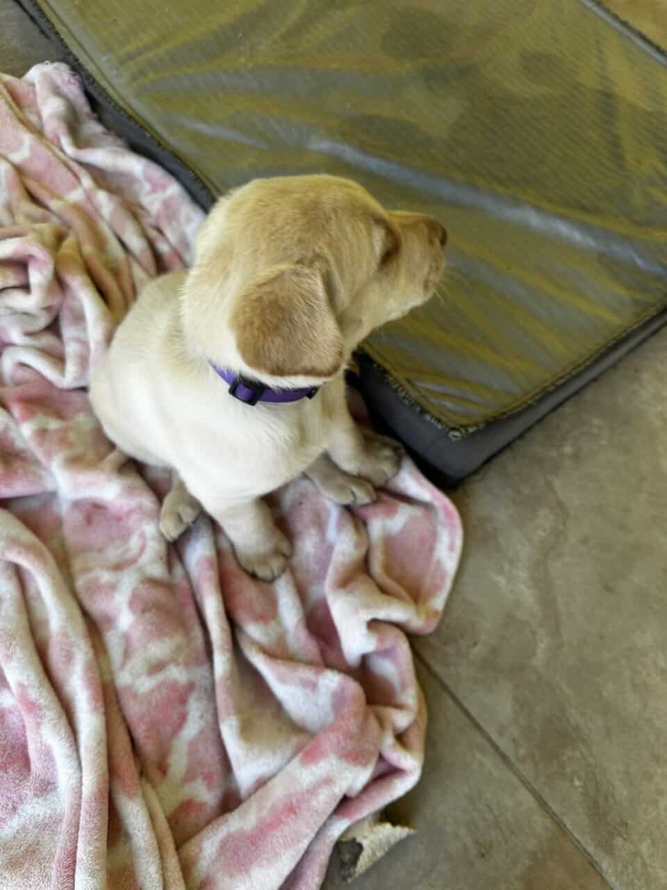 Labrador puppies image 6