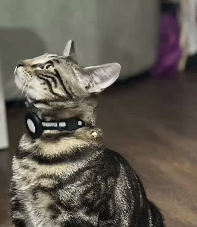 1 year old cat looking for a new home! image 1
