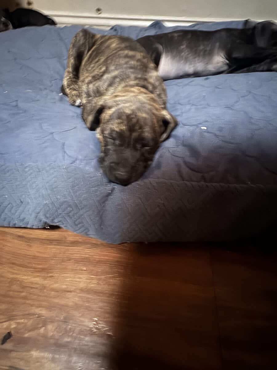 Pitbull Puppies image 20