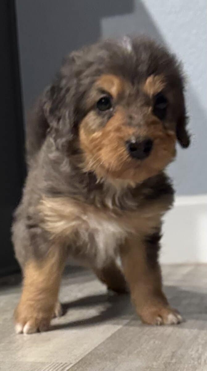 Bernedoodle pups image 2