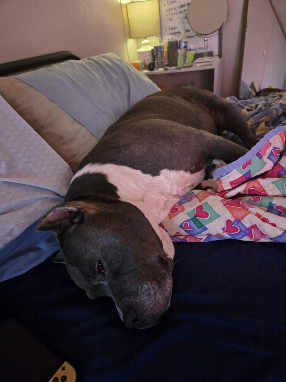 American Bully image 1