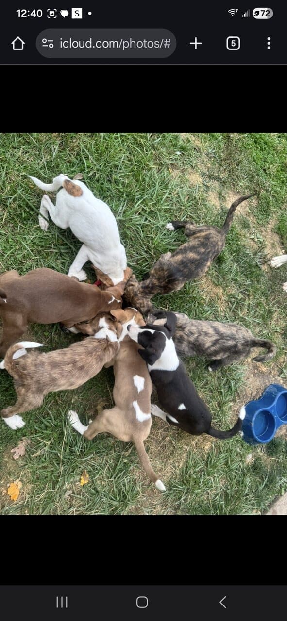 Free Blue nose pit and Golden doodle puppies image 8