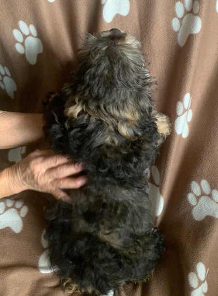 Gorgeous ShihPoo Pup! Gorgeus Female image 3