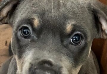 Cane Corso- Rottie Puppies