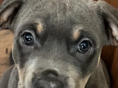 Cane Corso- Rottie Puppies