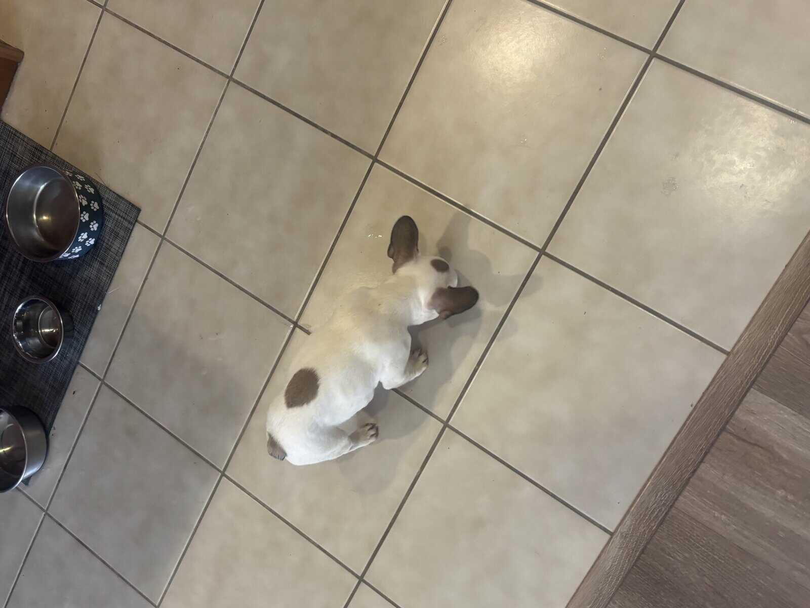 French bulldogs image 1