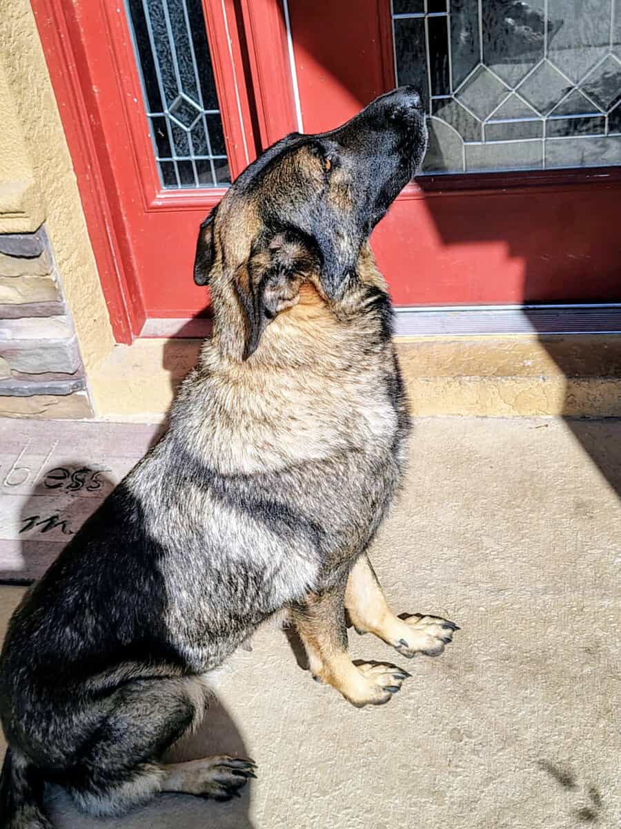 German Shepherd image 8