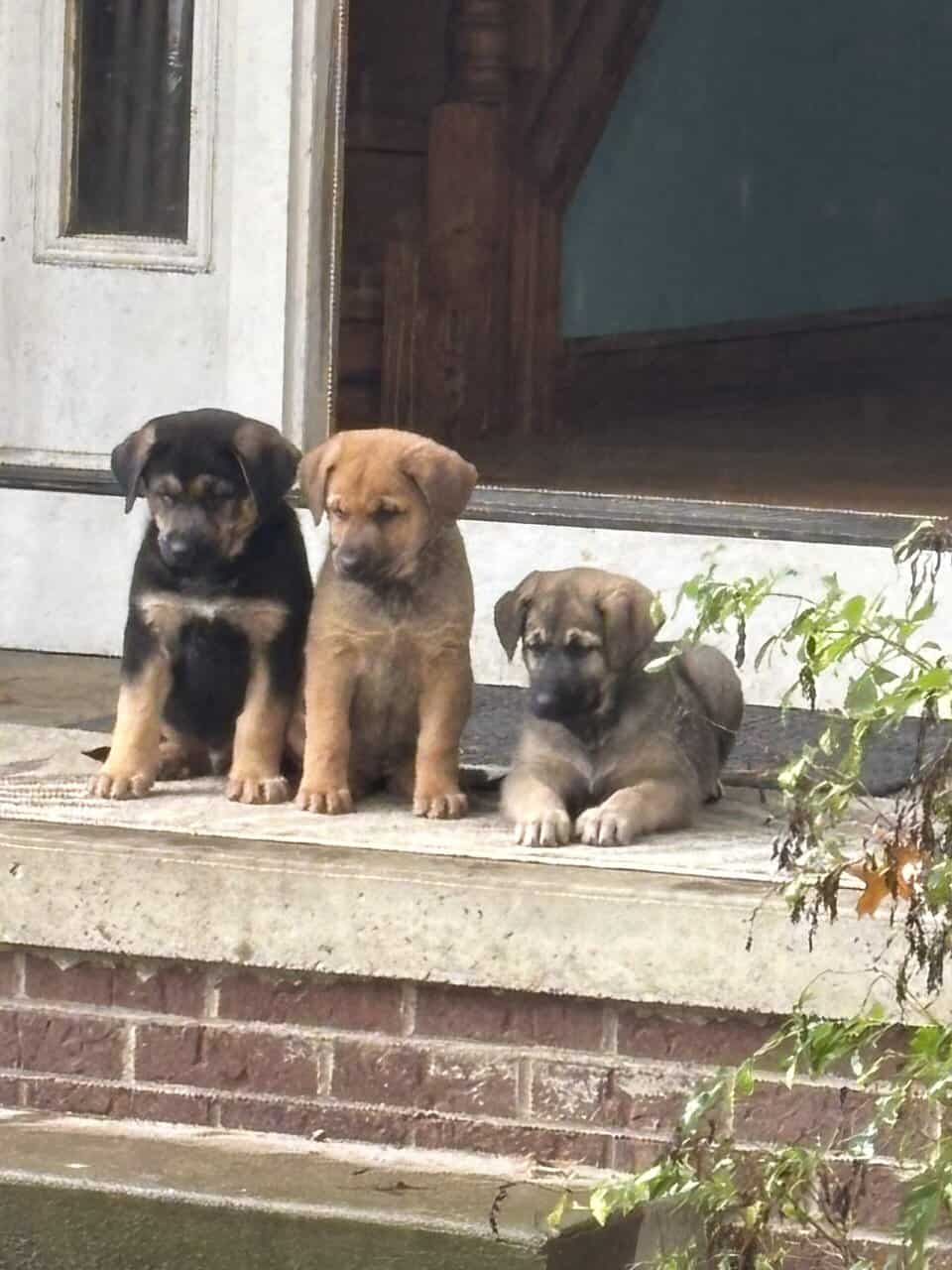 German Shepherd Rottweiler Great Pyrenees Pups 8w image 10