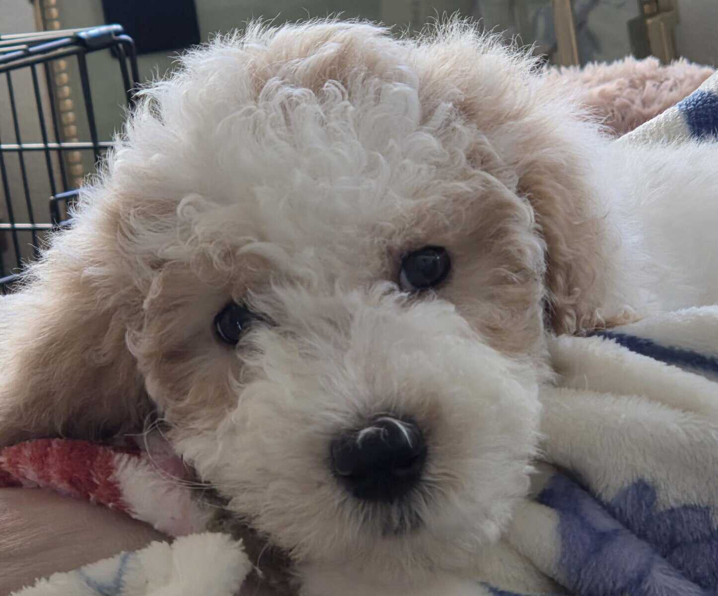 Winnie - 10 Week Old Mini Golden Doodle image 5