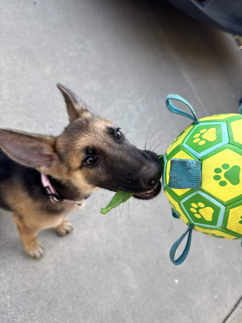 German Shepherd Puppy 4 Month Old image 3