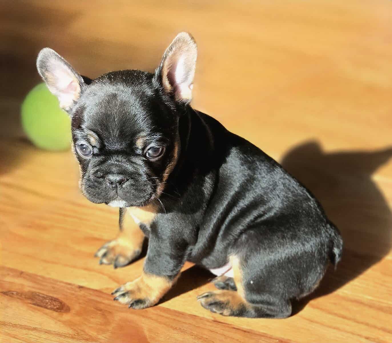 AKC Female frenchie for sale image 6