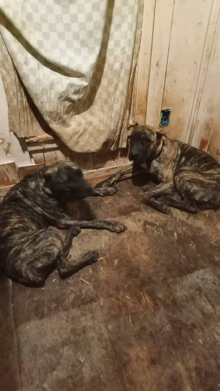 Spanish mastiffs image 4