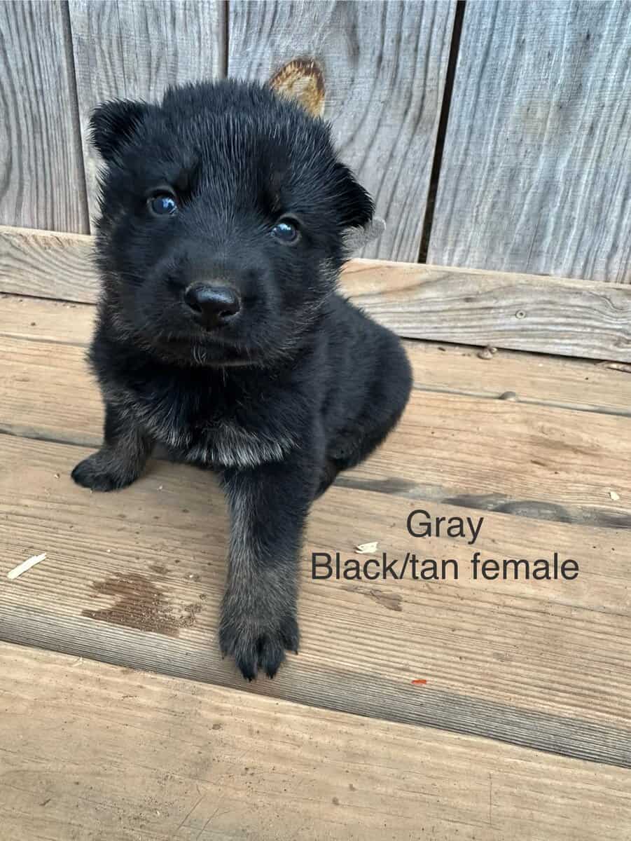Still available - Purebred German Shepherd Puppies image 6