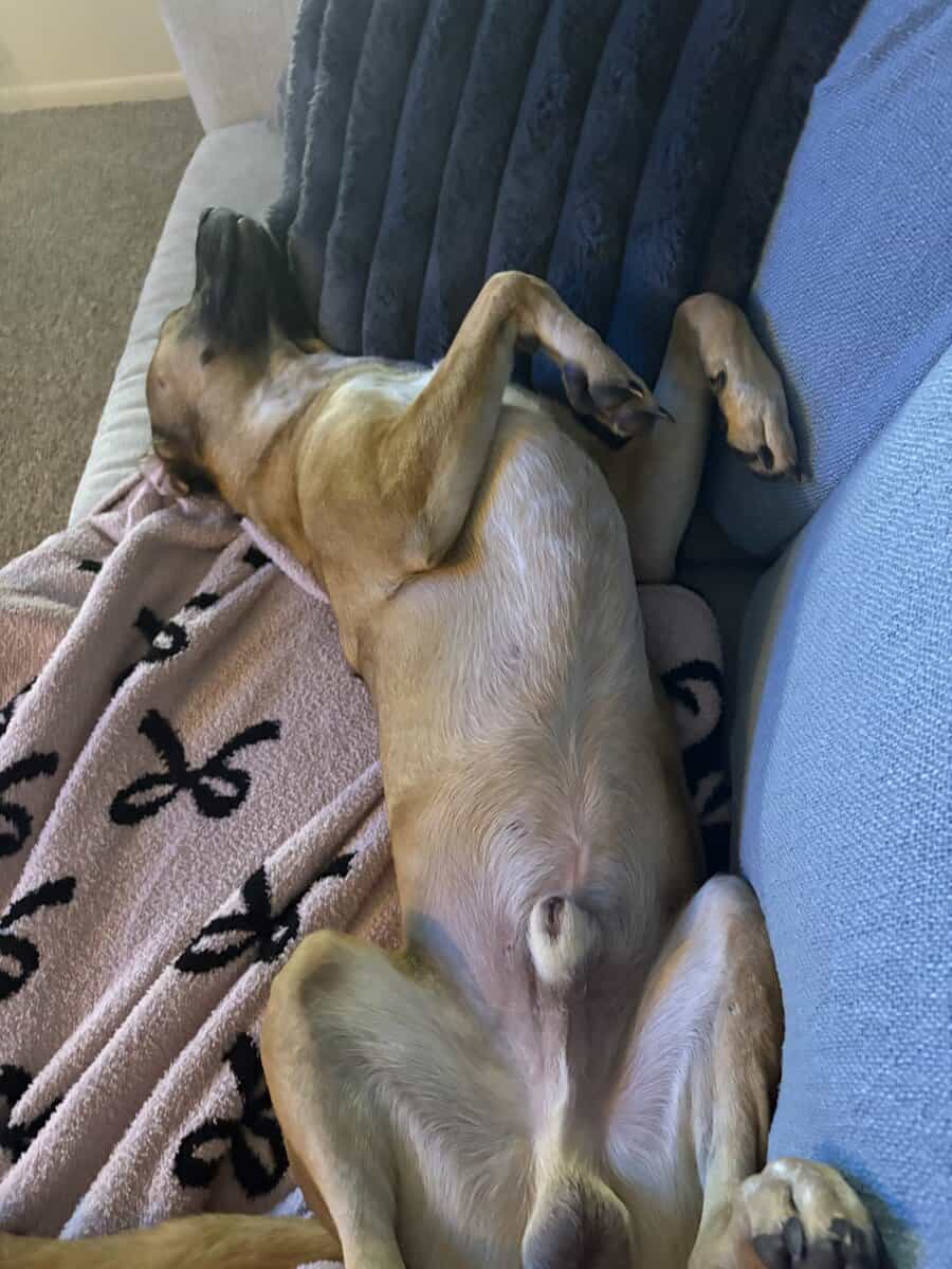 Looking to rehome this goofy sweet boy image 2