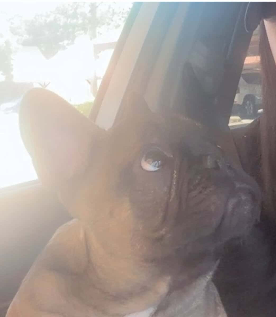 Frenchie image 1