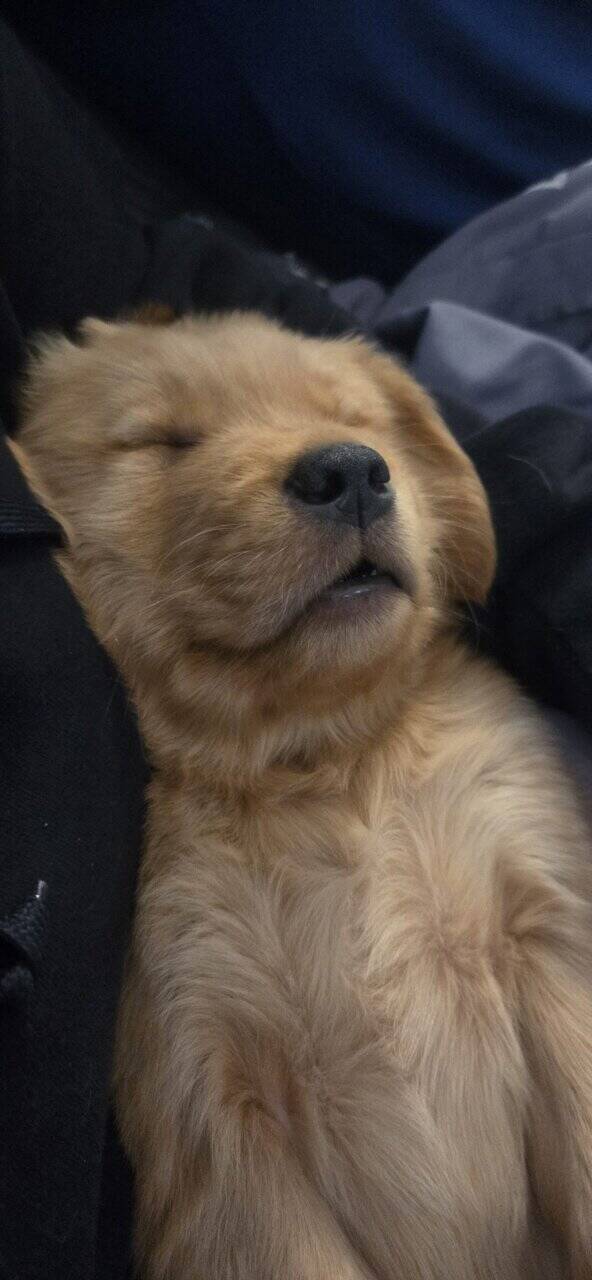 Golden Retrievers purebred puppies image 3