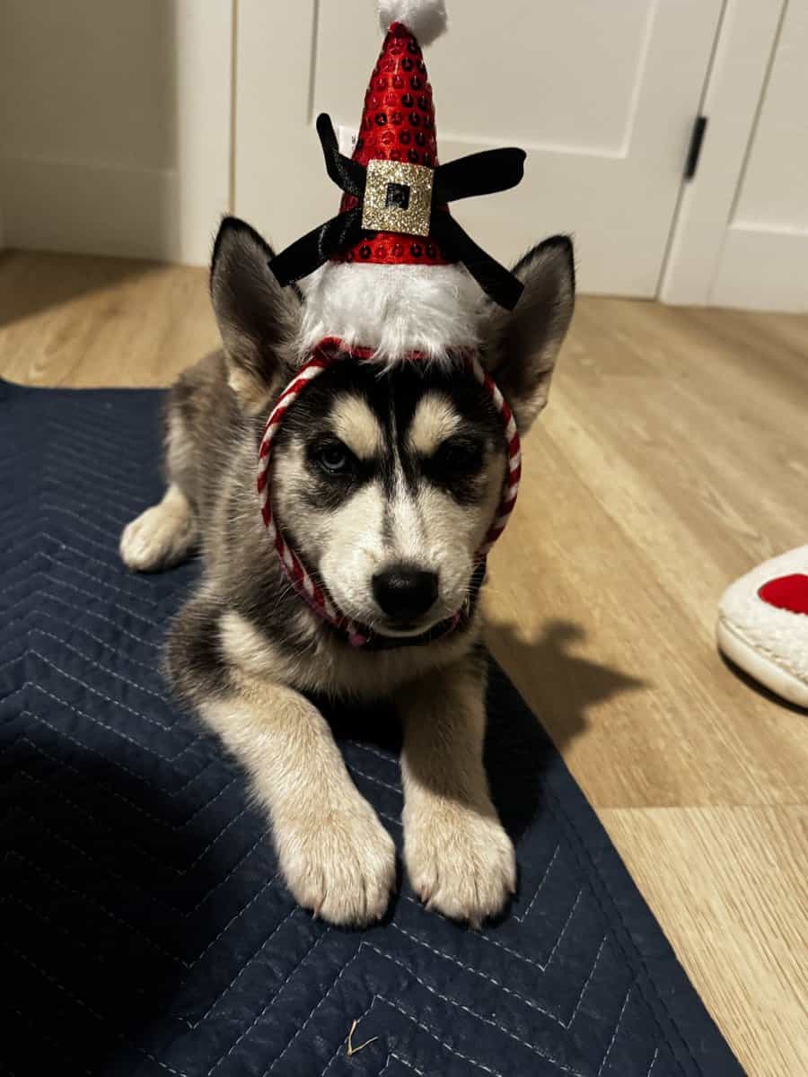 2 Full Breed Husky pups image 5
