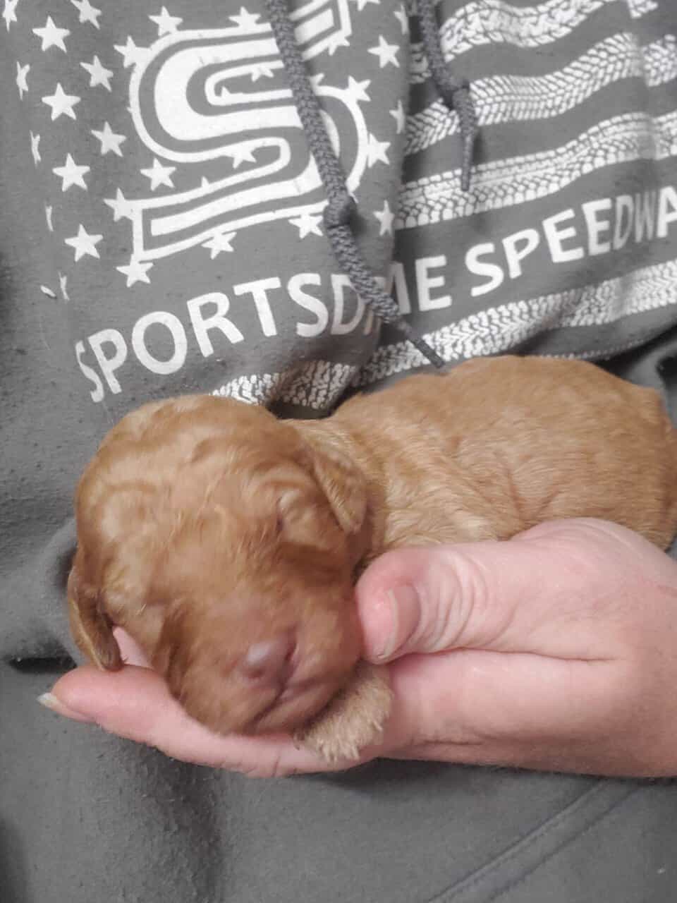 Goldendoodle puppies image 7