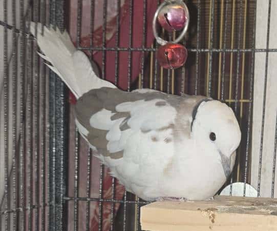 Ringneck Collared Dove for sale image 1