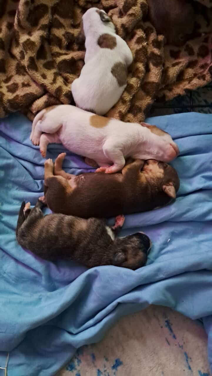 American staffordshire terrier and rat terrier image 7