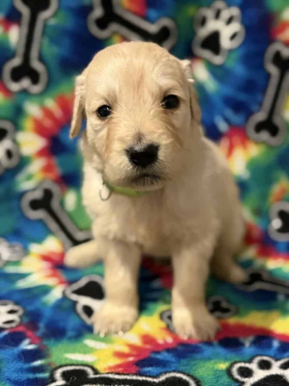 Golden Retriever Puppies image 5