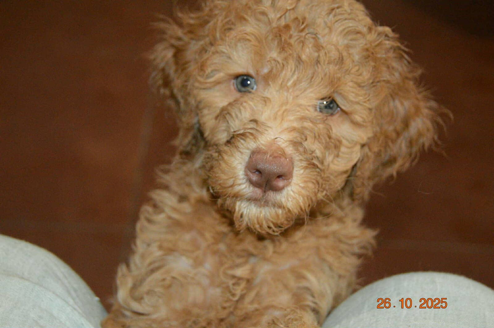 Goldendoodle image 1