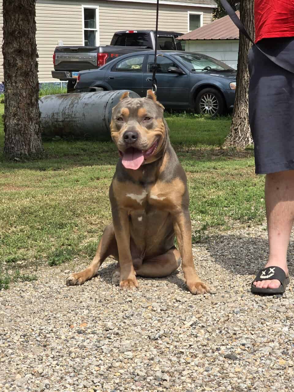 Blue Tri American Bully XL image 3