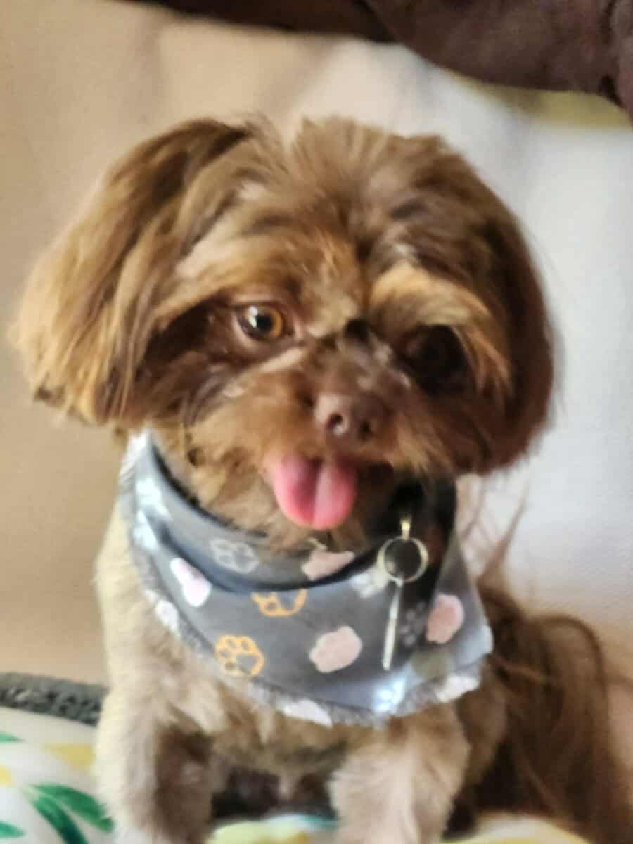 AKC Intact Male Shih Tzu image 3