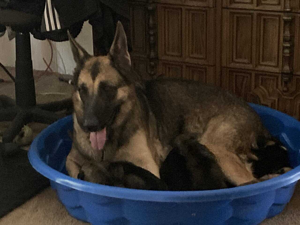 GSD Christmas puppies! image 4
