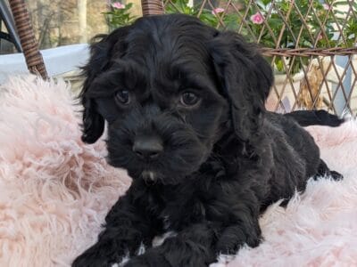 Belle (female Cockapoo)