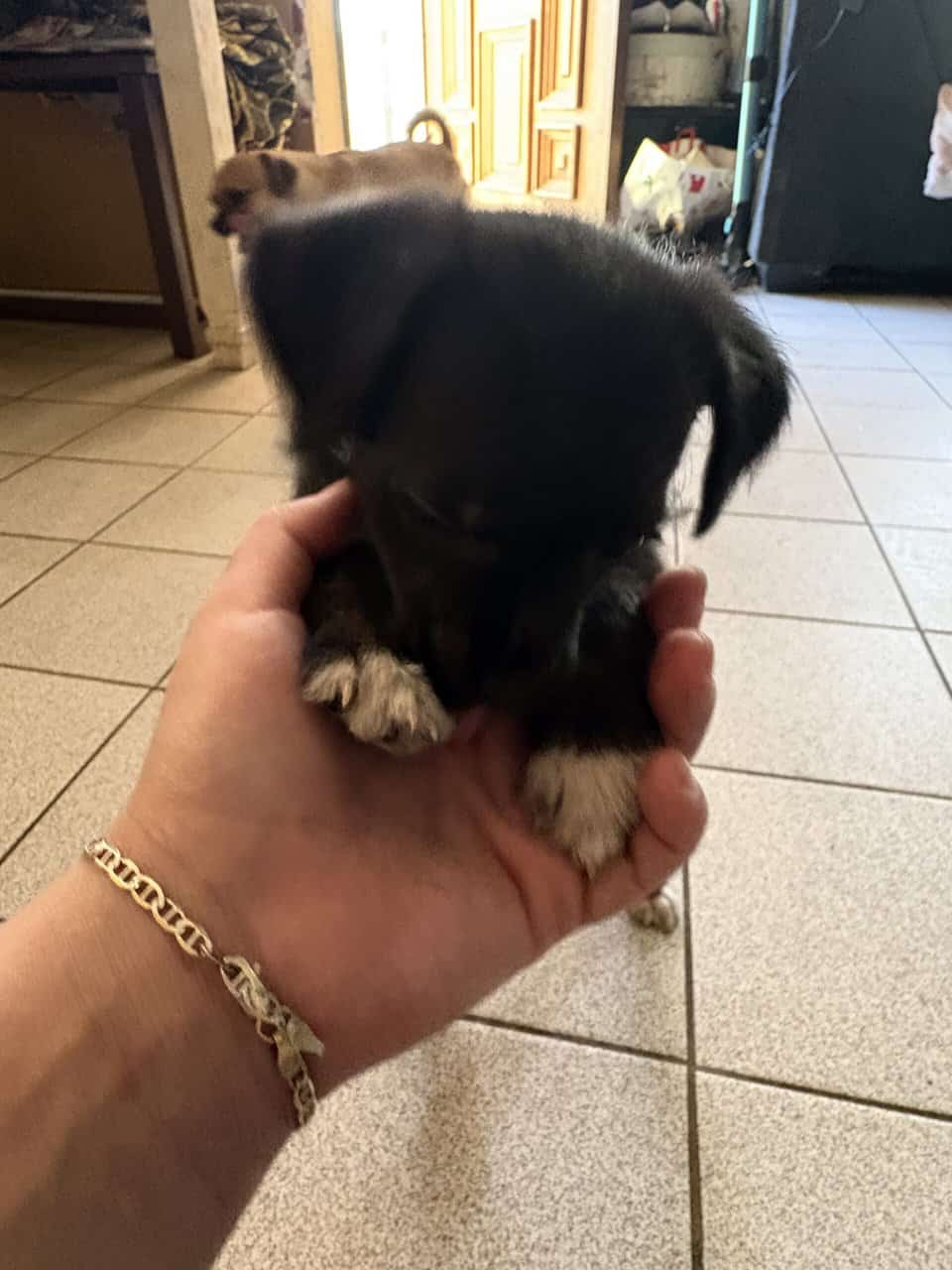 Mixed chihuahua puppy image 3