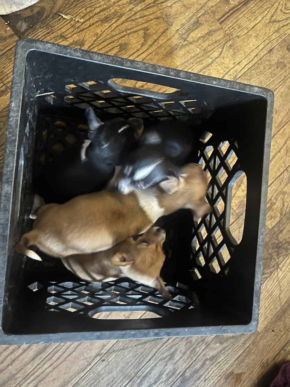 🐶 Chihuahua Puppies image 2