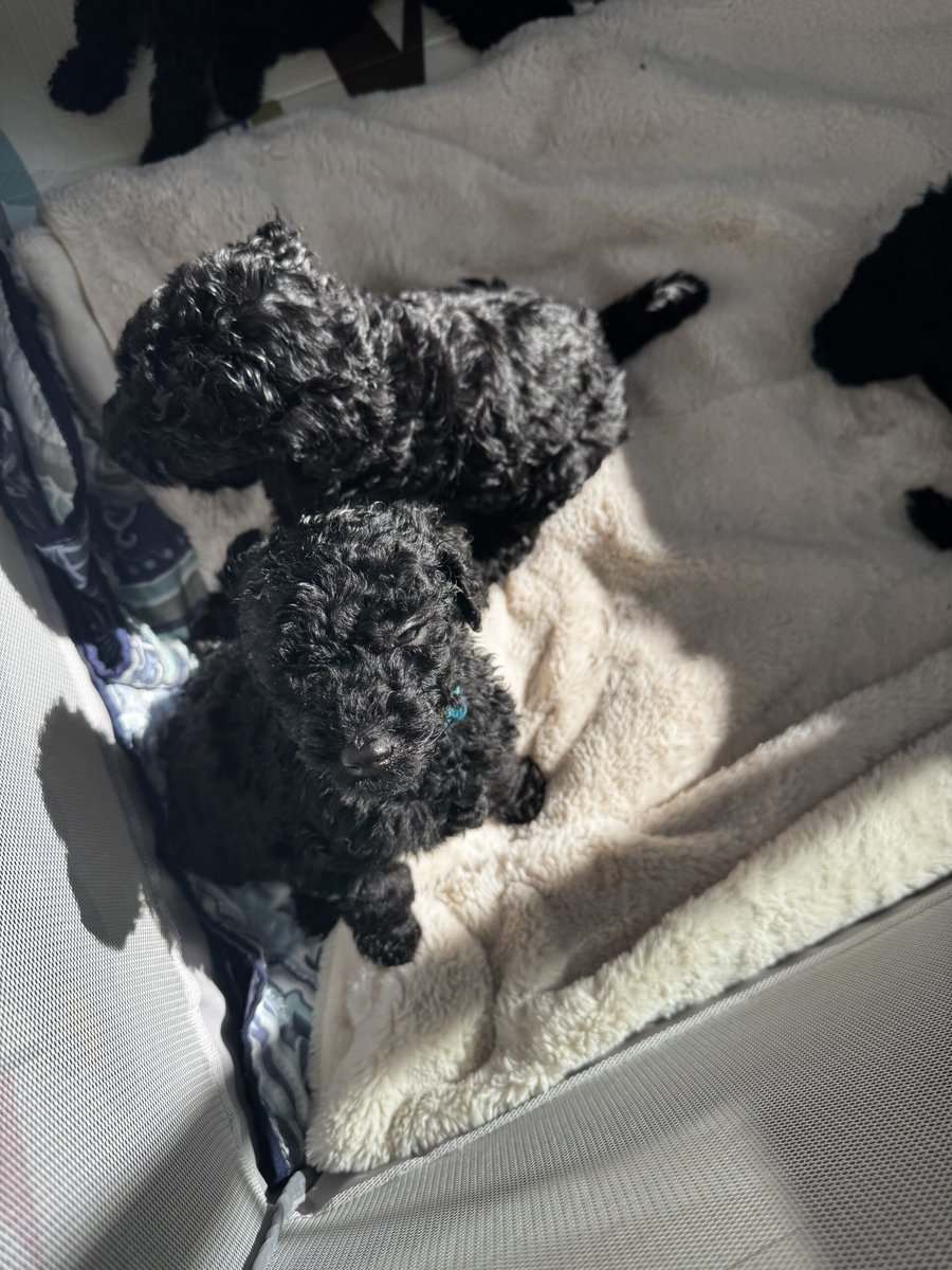 Standard Poodle Puppies – Family Raised – Ready image 10