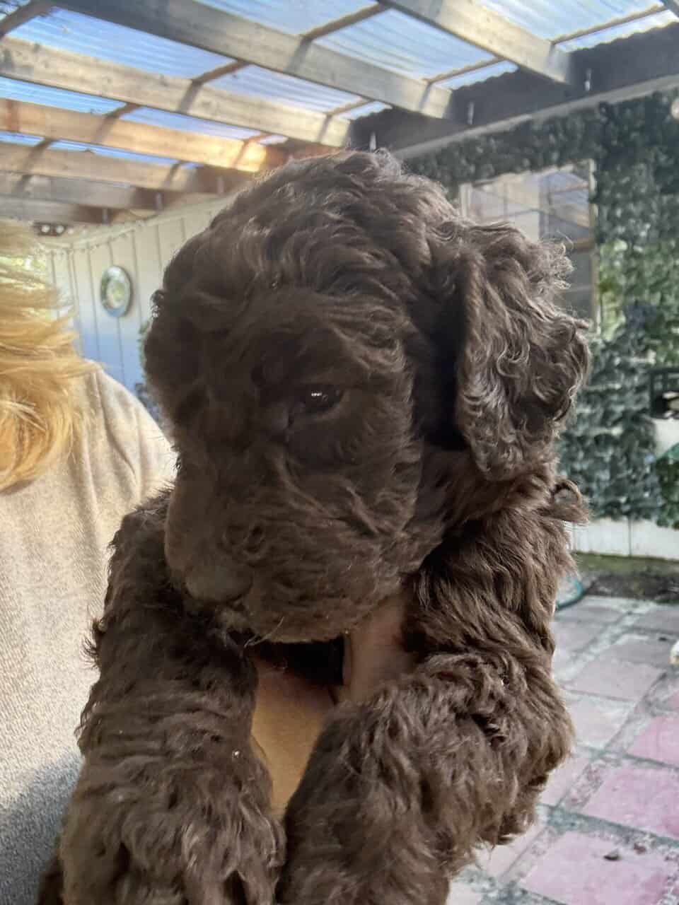 Chocolate labradoodle image 4