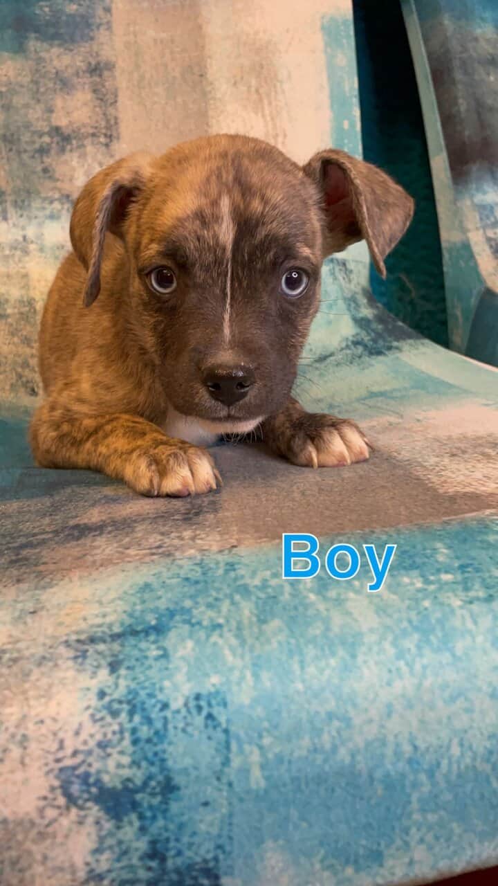 AussTzu Bully Puppies image 3