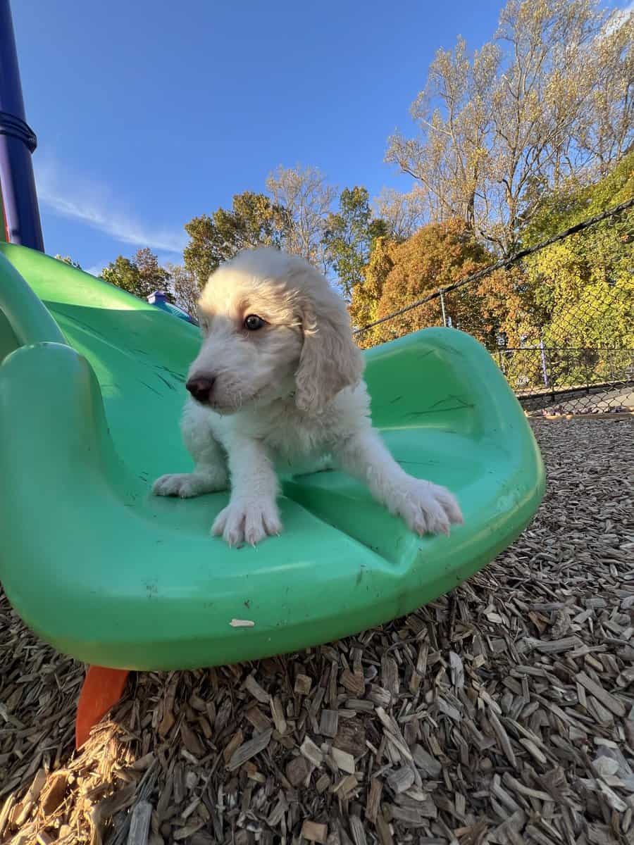Medium goldendoodle puppy image 7