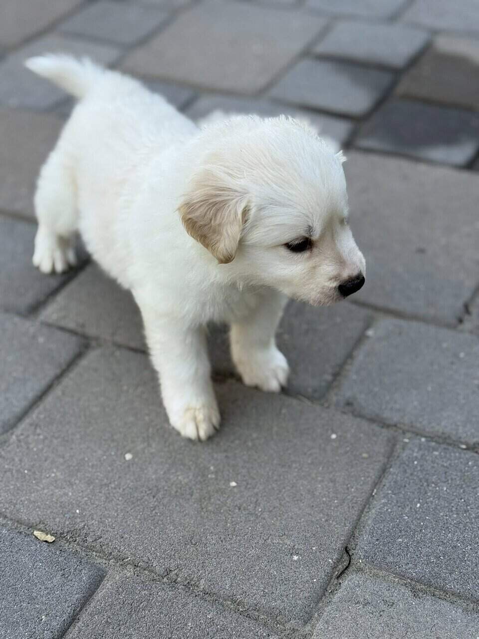 Great Pyrenees × Australian Shepherd × Lab Puppies image 9