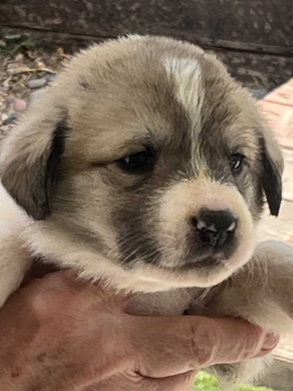 AKC Anatolian Shepherd, tested image 4