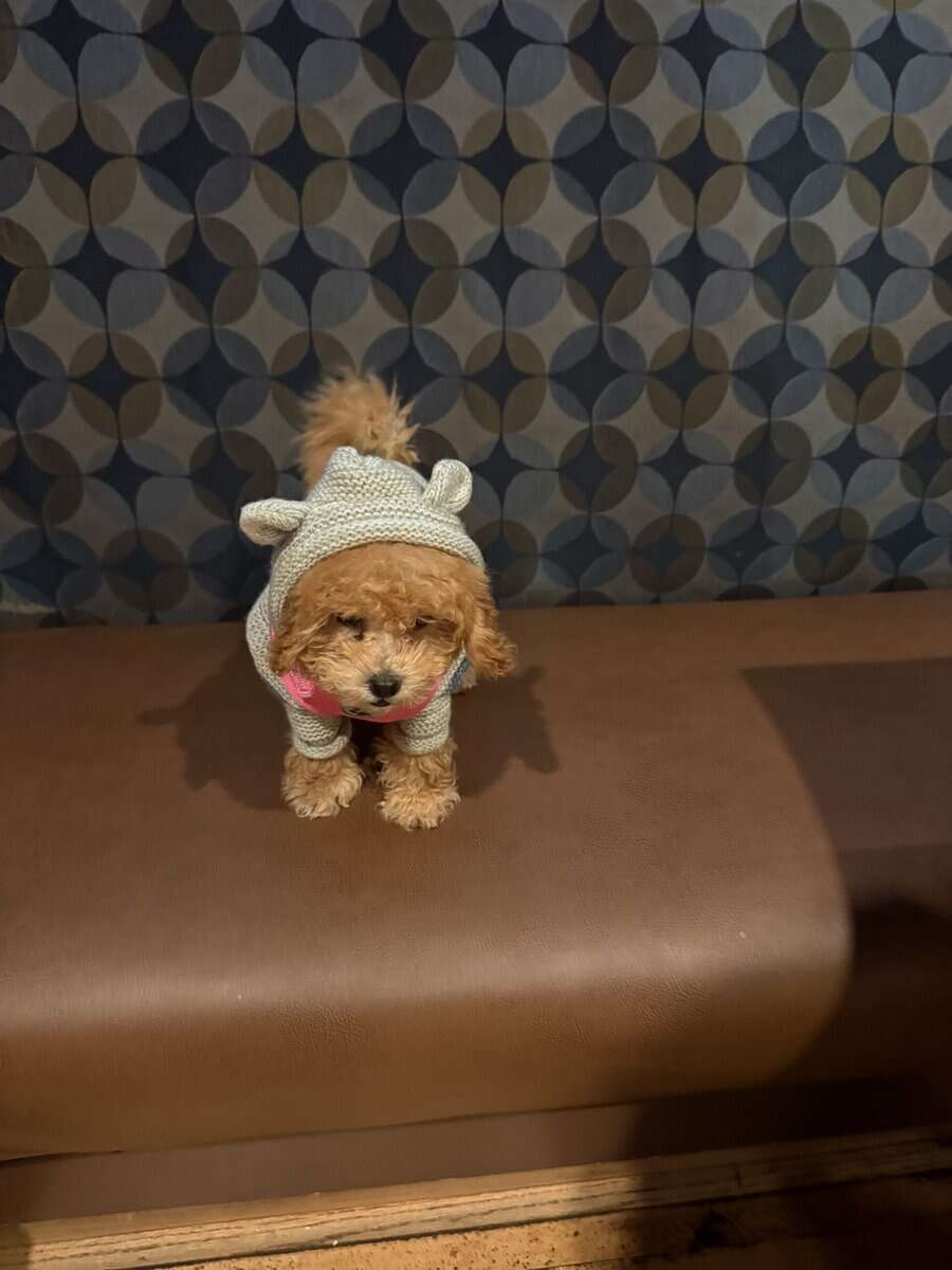 ✨ Mini Golden Doodle Puppy – 9 Weeks Old – “Lola” image 2