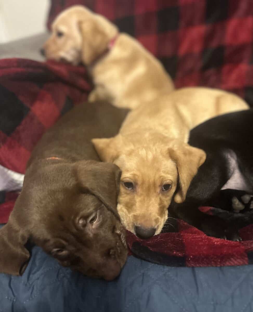 Labrador Retriever Puppies image 1