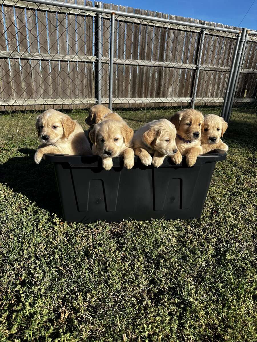 Golden Retriever Puppies image 1