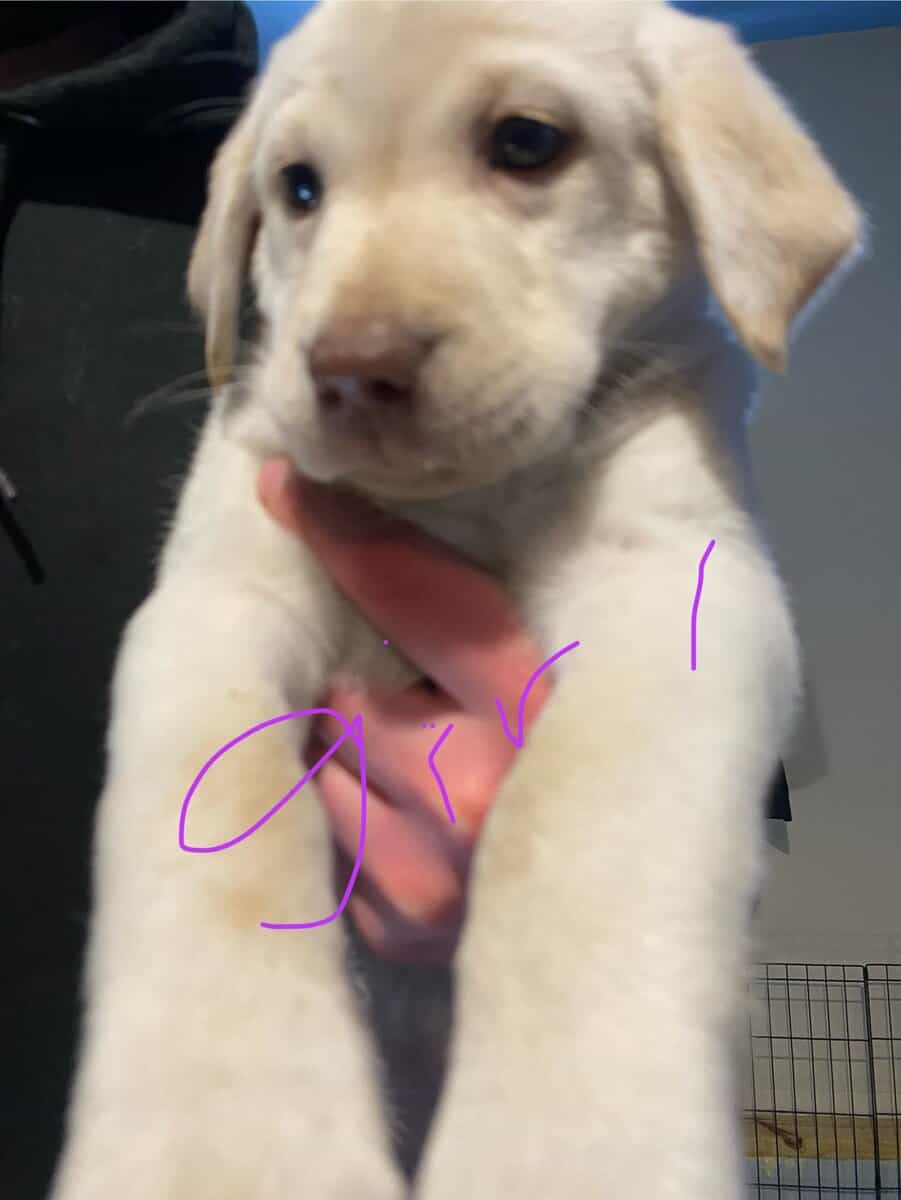 Purebred Labrador retriever puppies image 2