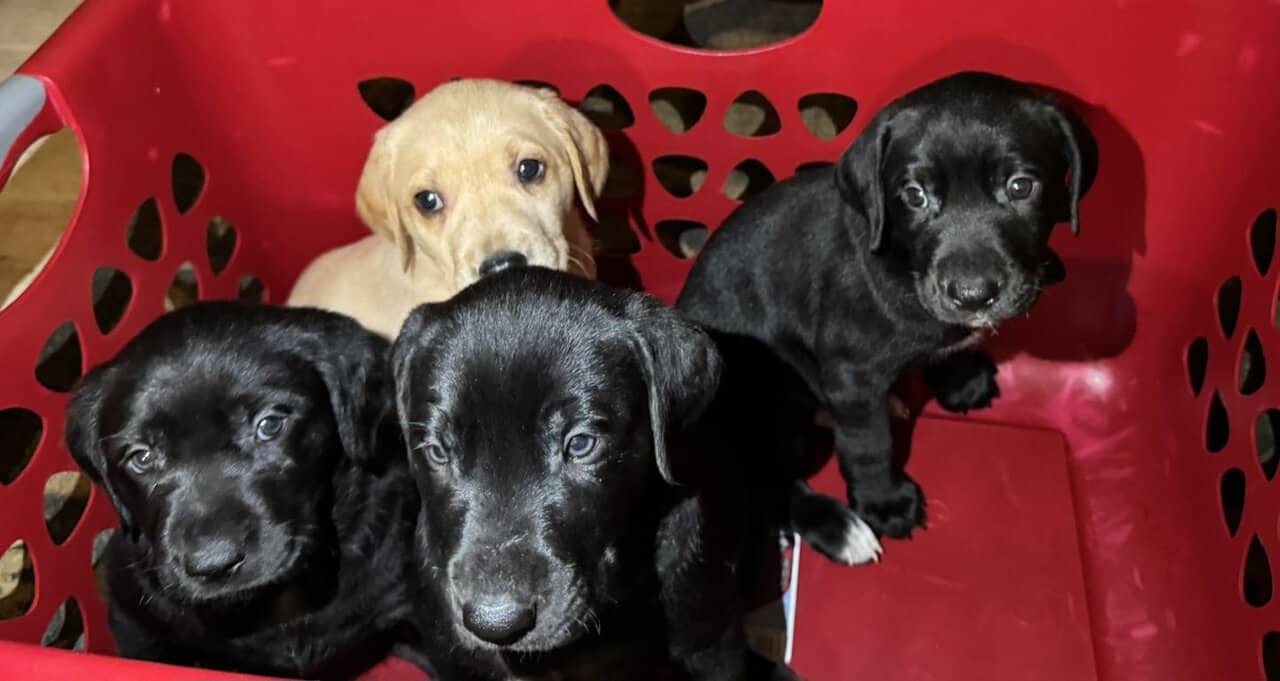 Full Lab Puppies image 2