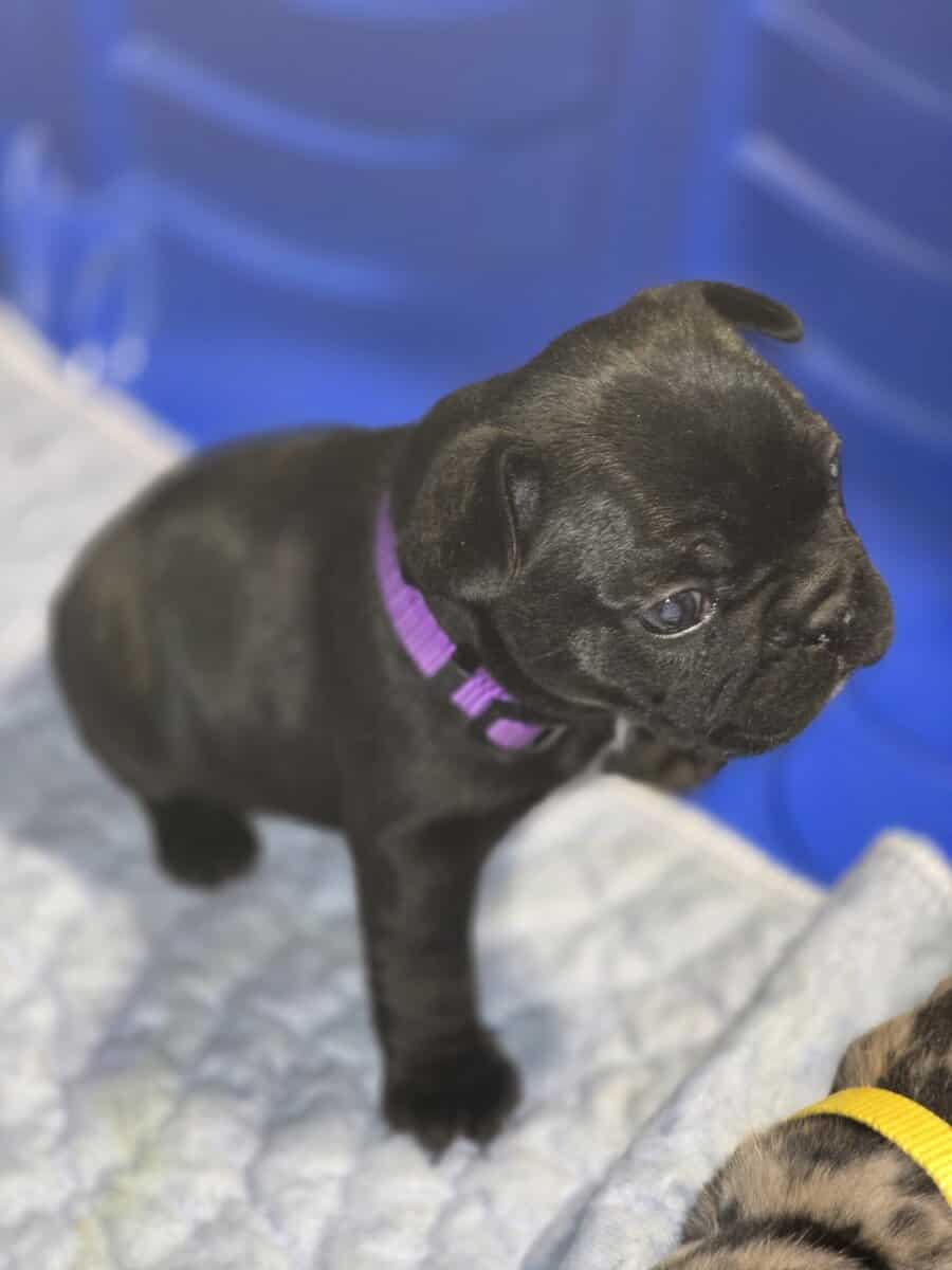 French bulldog puppies image 7