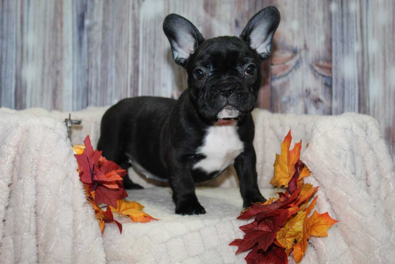 French Bulldog Puppies image 2