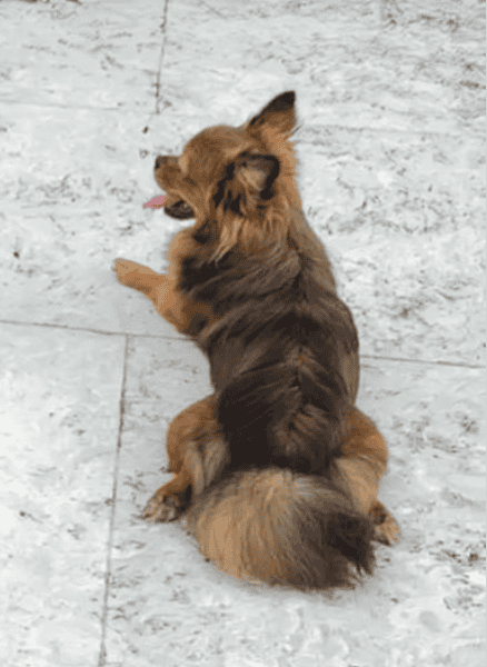 UKC, Purebred Mi-Ki Neutered Young Adult Male image 7