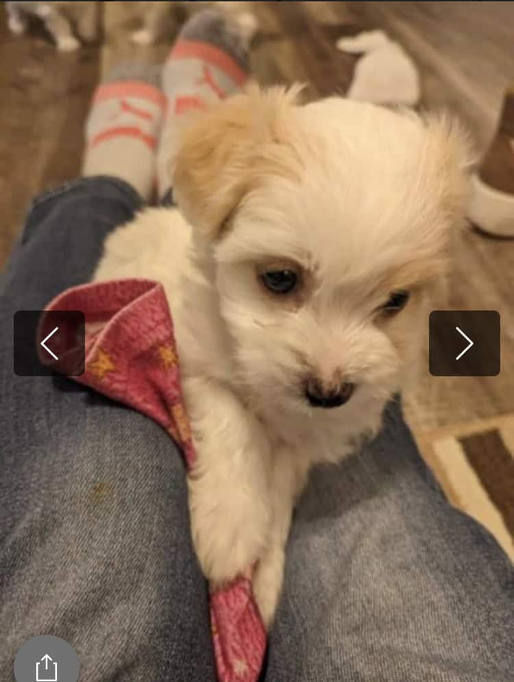 7weeks old maltese/maltipoo, Las Vegas image 4